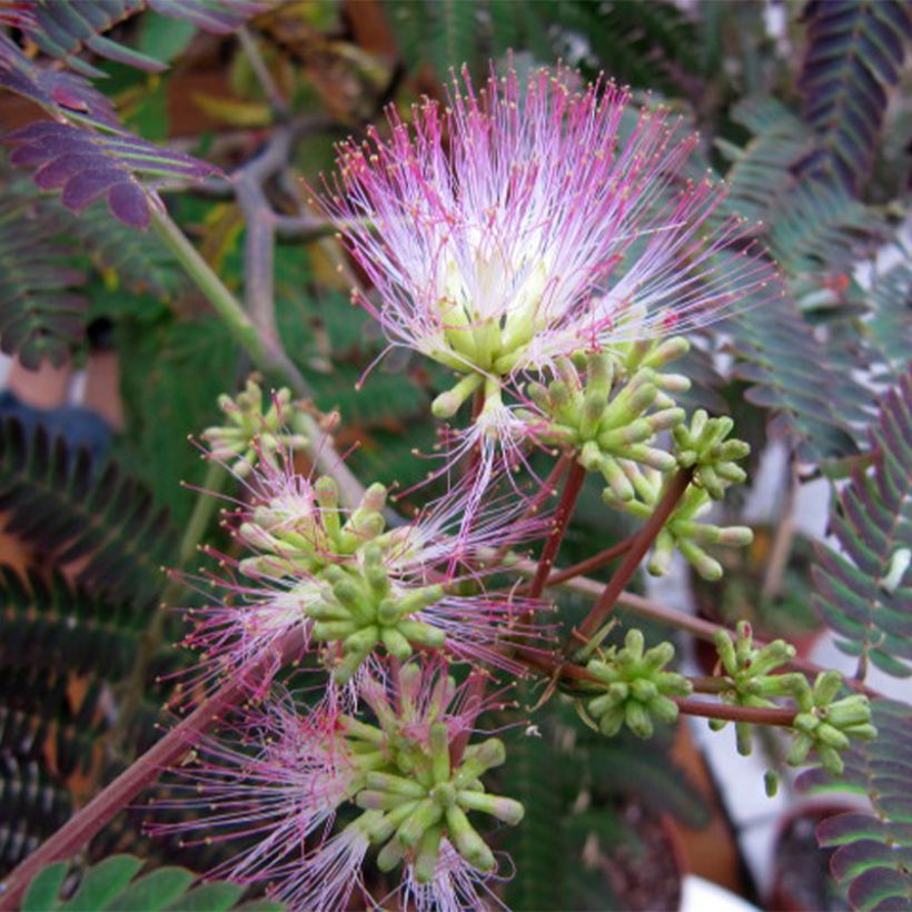 Albizia julibrissin Evey's Pride - Arbre de soie (Flowering)