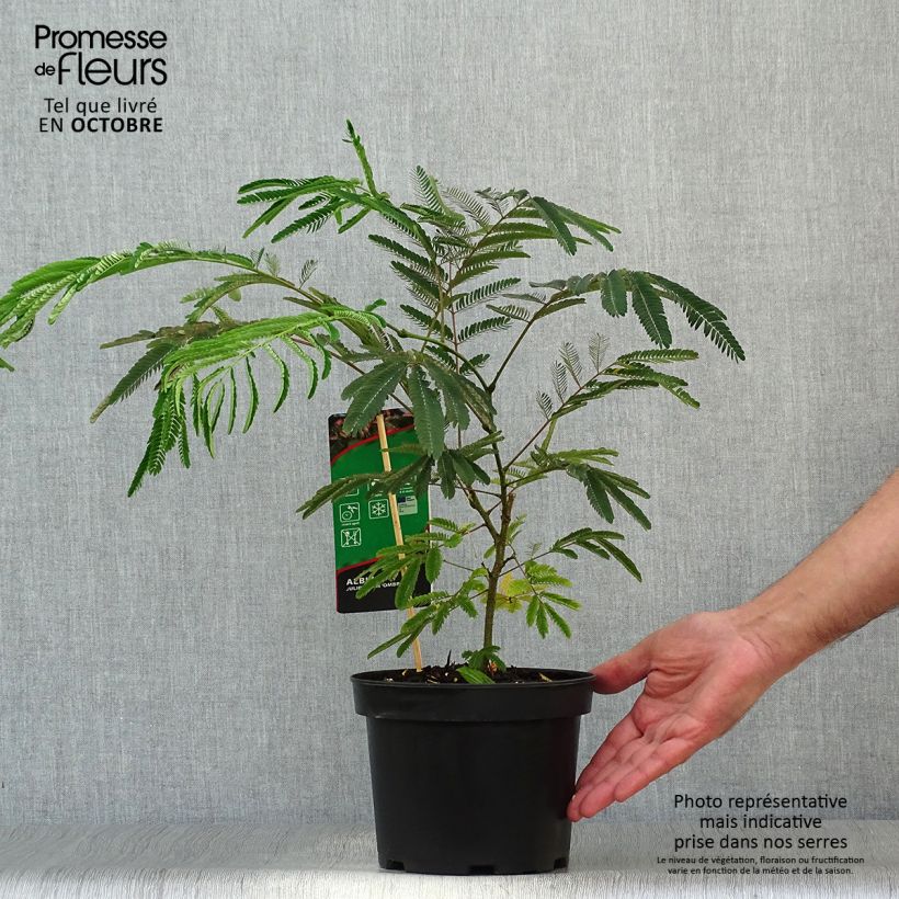 Example of Albizia julibrissin Ombrella - Arbre à soie Pot de 3L/4L as you get in automne