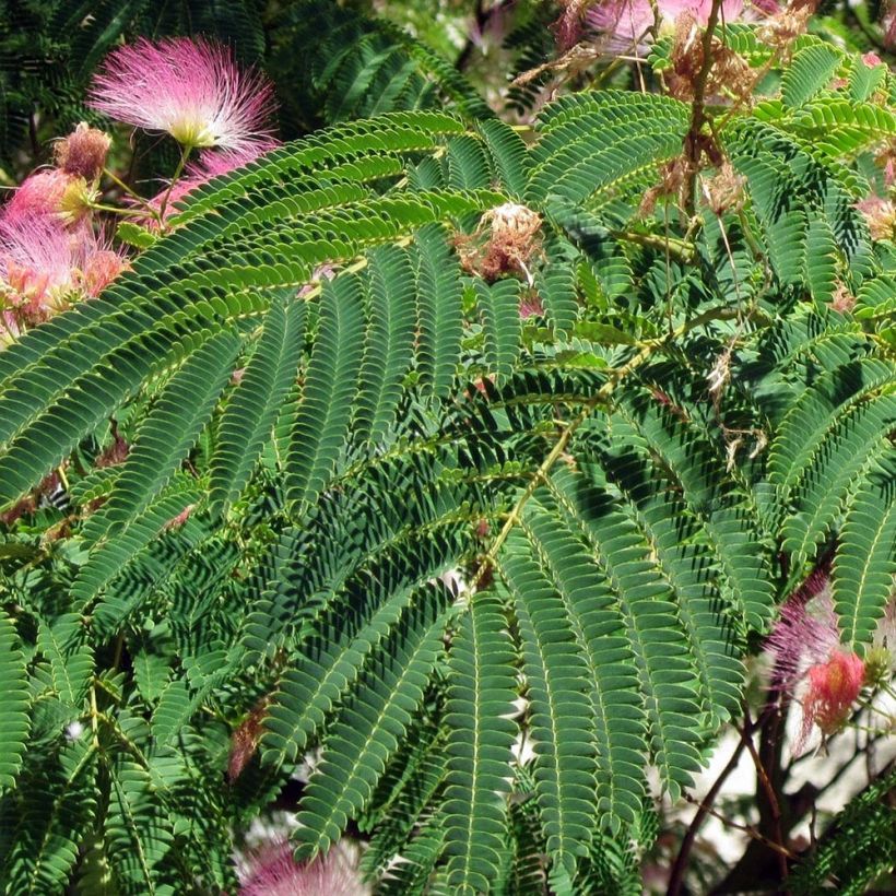 Albizia julibrissin Rosea - Arbre à soie rose (Foliage)