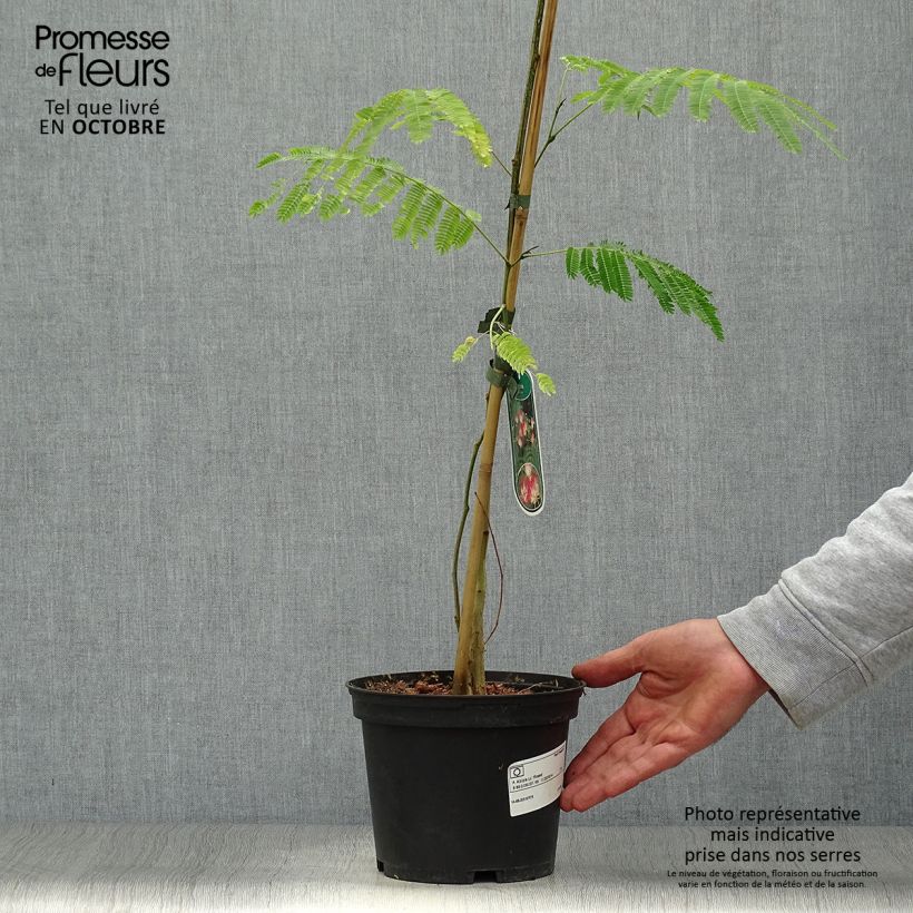 Example of Albizia julibrissin Rosea - Arbre à soie rose Pot de 2L/3L as you get in automne