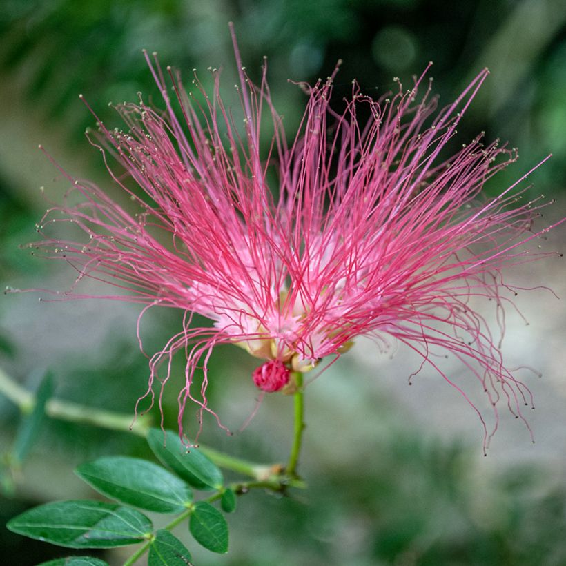 Albizia julibrissin Rosea - Arbre à soie rose (Flowering)