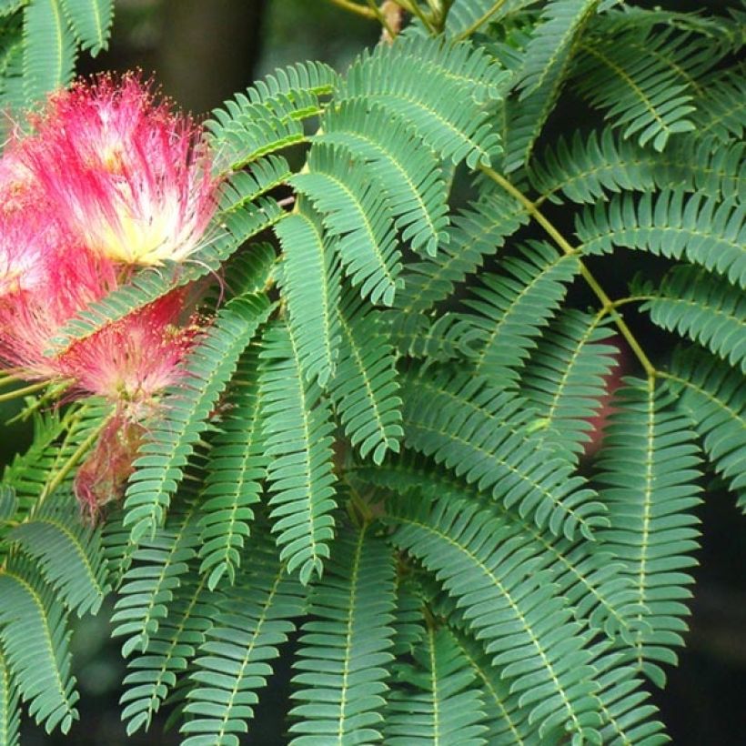 Albizia julibrissin Rouge Selection - Arbre à soie (Foliage)