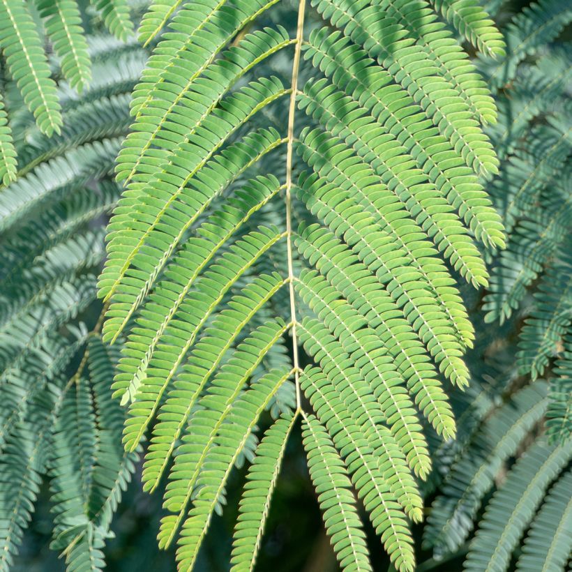 Albizia julibrissin Shidare - Arbre à soie (Foliage)