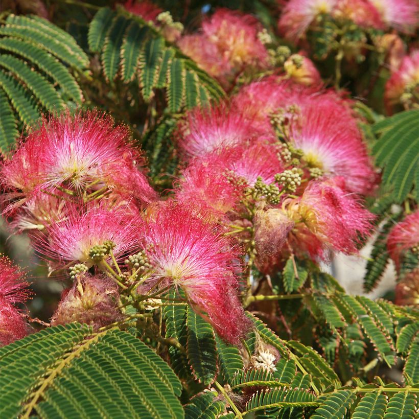 Albizia julibrissin Shidare - Arbre à soie (Flowering)