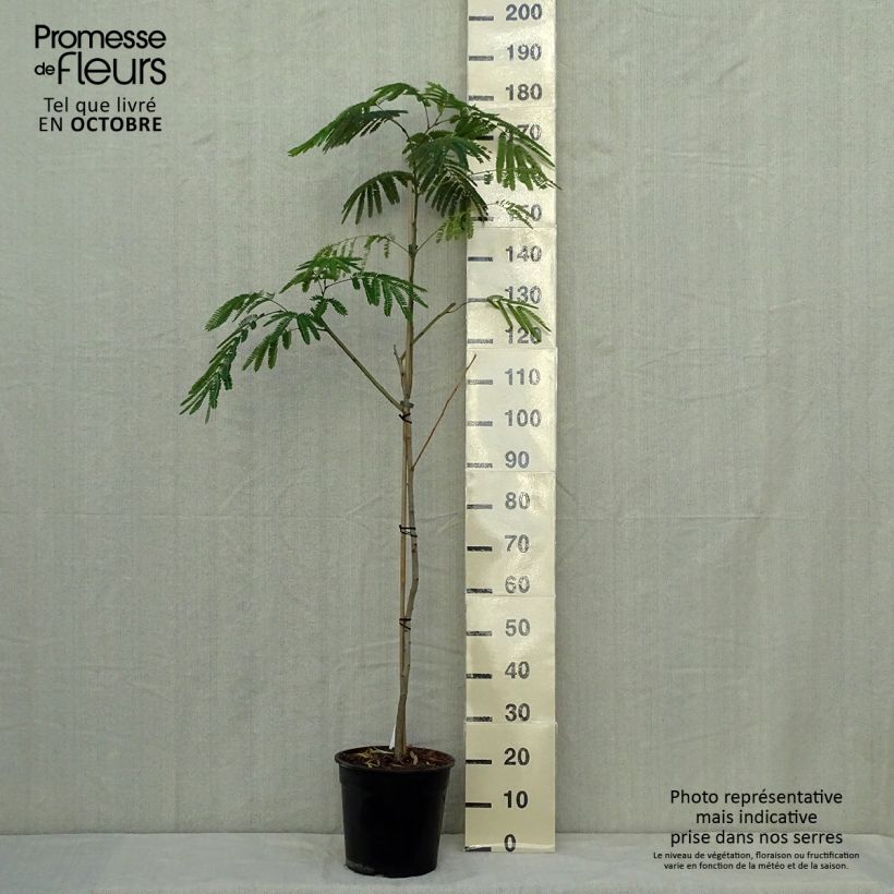 Example of Albizzia Tropical Dream - Arbre à soie Pot de 7,5L/10L as you get in automne