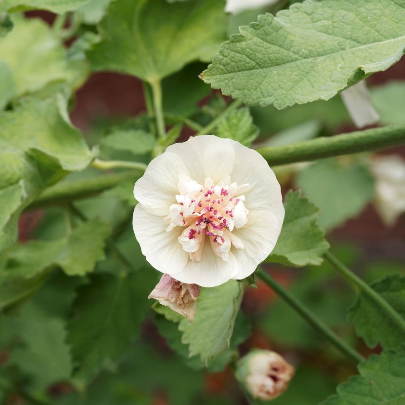 Alcalthaea Parkallee (Flowering)