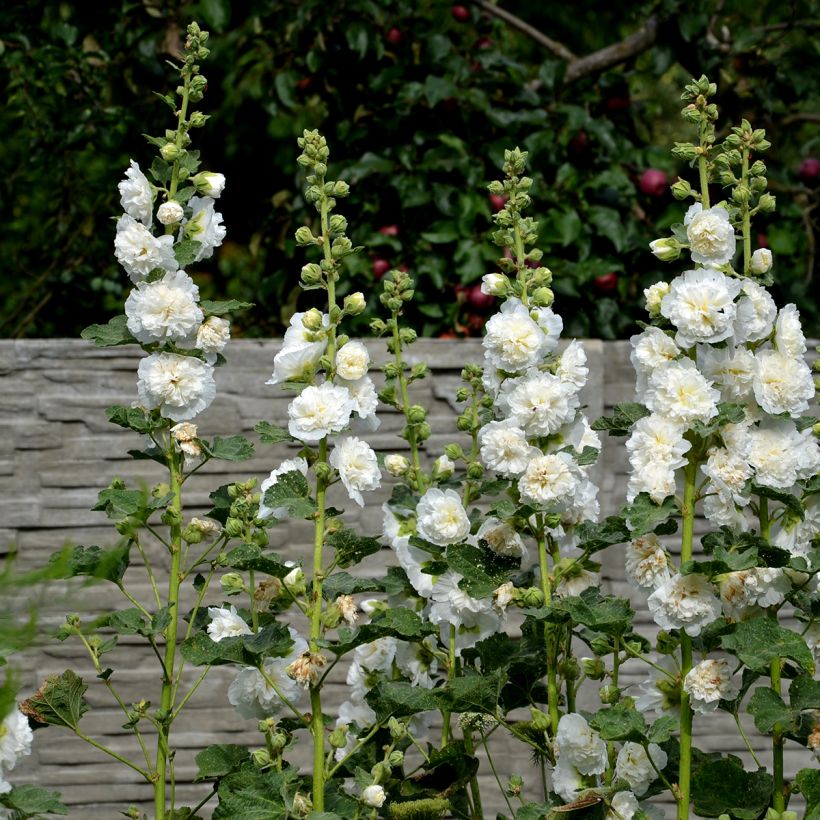 Rose trémière - Alcea rosea Chater's Double Blanc (Plant habit)