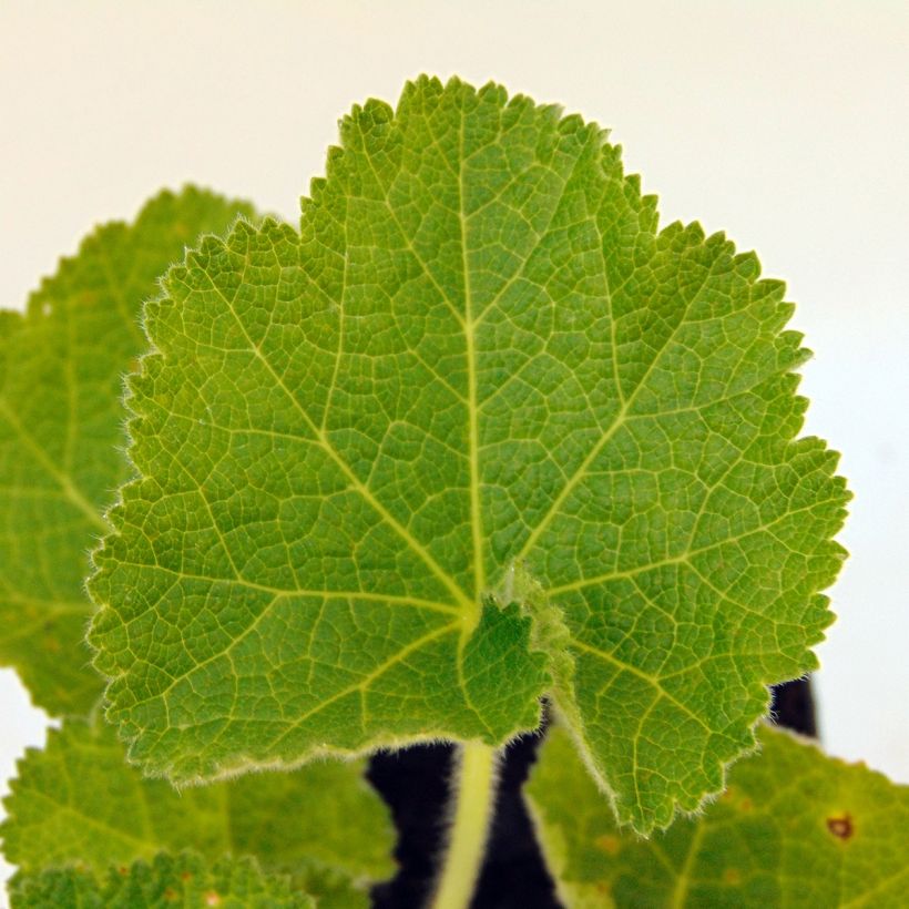 Rose trémière - Alcea rosea Chater's Double Violet (Foliage)