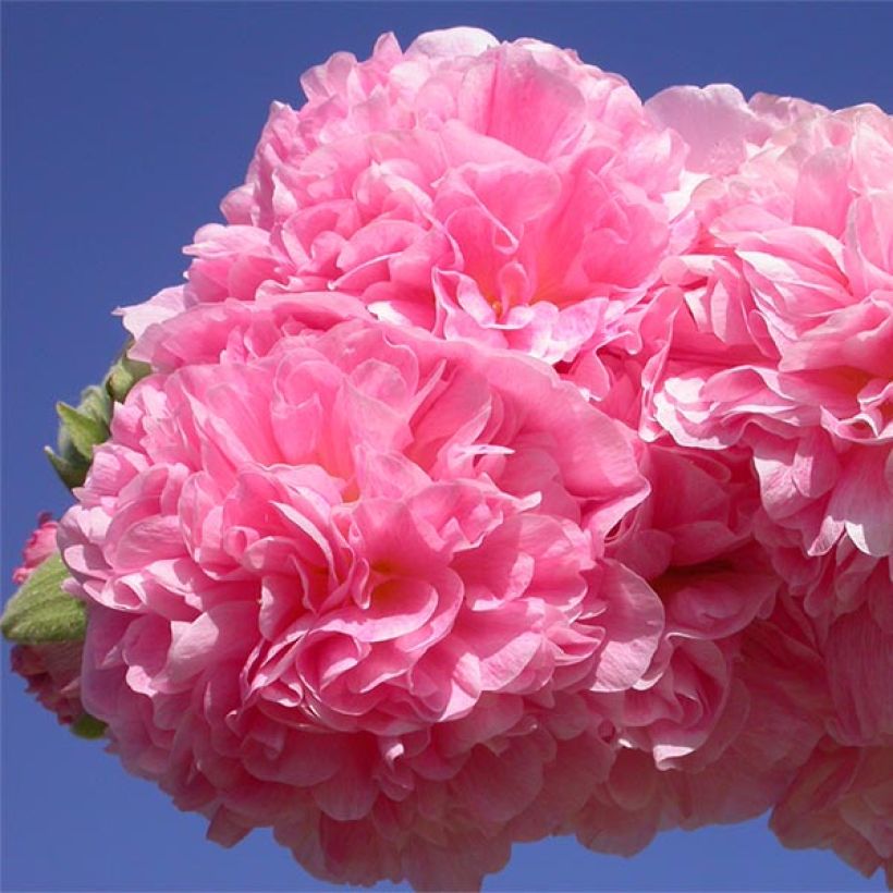 Rose trémière - Alcea rosea Chater's Double Rose (Flowering)