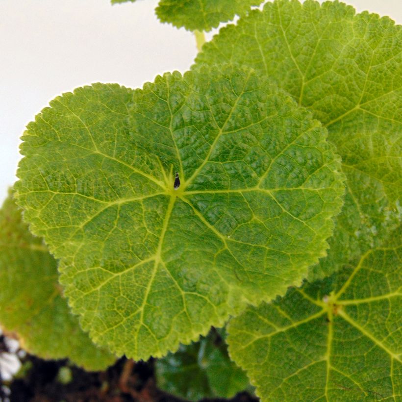 Rose trémière Crème de Cassis - Alcea rosea (Foliage)