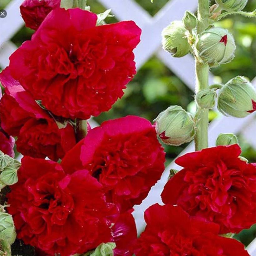 Rose trémière - Alcea rosea Pleniflora Rouge (Flowering)