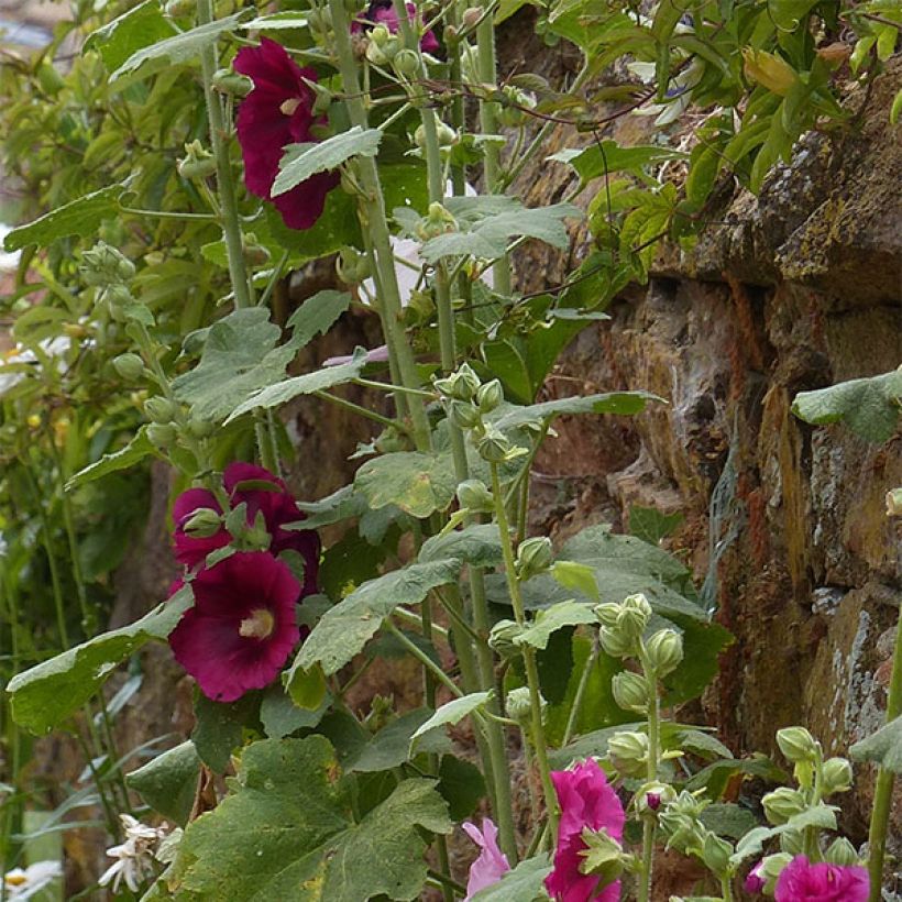 Alcea rosea Simplex - Rose Trémière en mélange (Foliage)