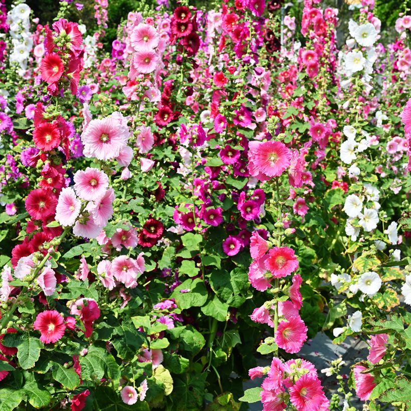 Alcea rosea Simplex - Rose Trémière en mélange (Flowering)