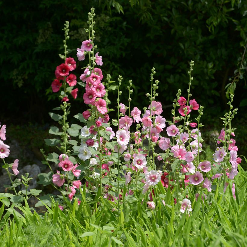 Alcea rosea Simplex - Rose Trémière en mélange (Plant habit)