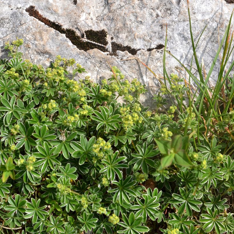Alchemilla alpina - Alchémille des Alpes (Plant habit)