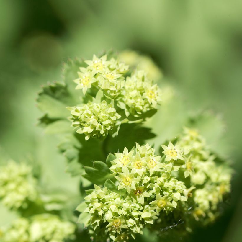 Alchemilla epipsila - Alchemille (Flowering)
