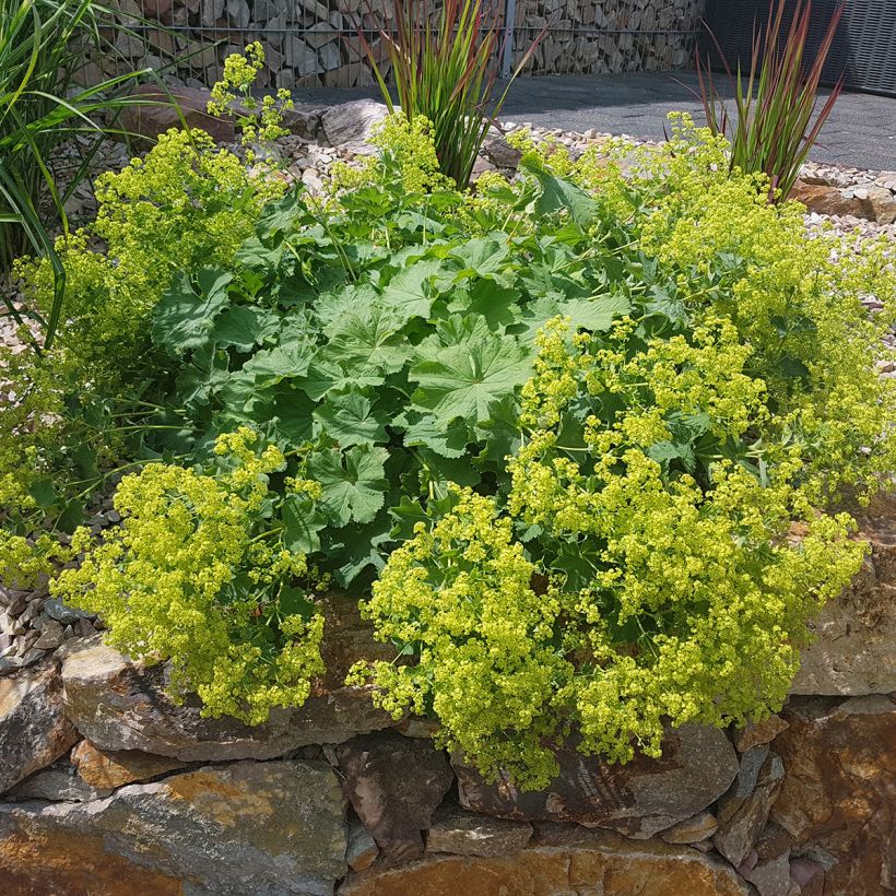 Alchémille commune - Alchemilla mollis (Plant habit)