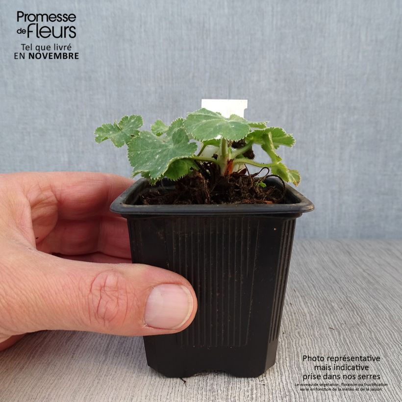 Example of Alchémille commune - Alchemilla mollis Godet de 8/9 cm as you get in automne