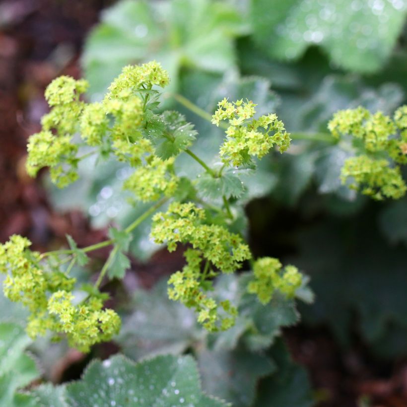 Alchemille vulgaris - Alchemille commune (Flowering)