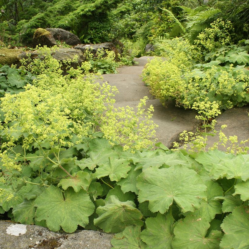Alchemille vulgaris - Alchemille commune (Plant habit)