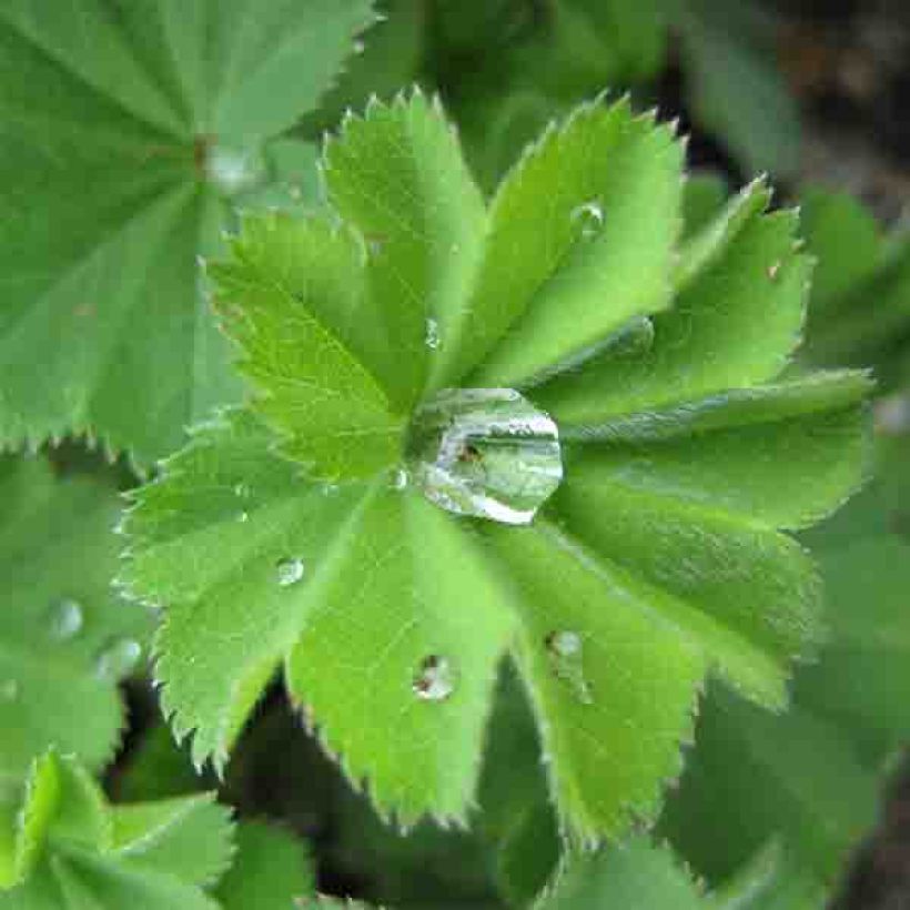 Alchemille vulgaris - Alchemille commune (Foliage)