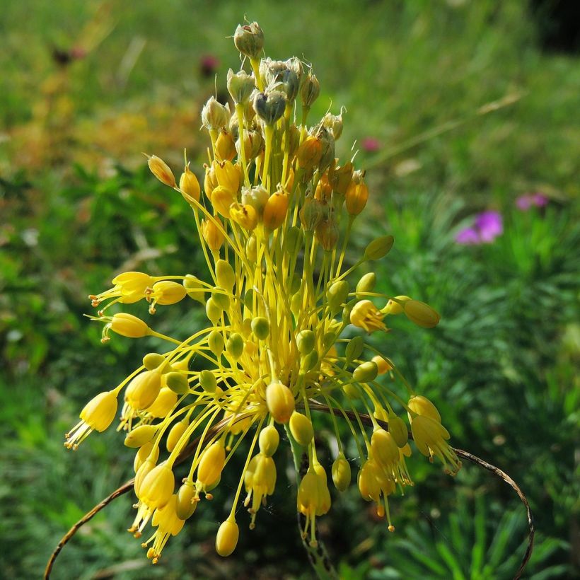 Allium flavum - Ail jaune (Flowering)
