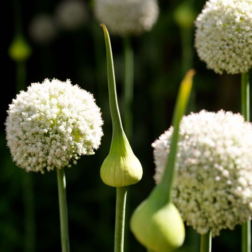 Ail d'ornement - Allium White Cloud (Flowering)