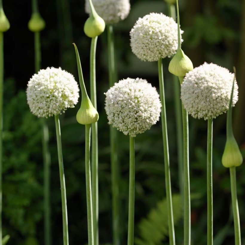 Ail d'ornement - Allium White Cloud (Plant habit)