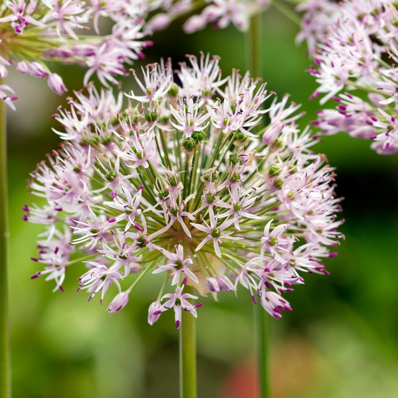 Allium ampeloprasum - Poireau perpétuel (Flowering)