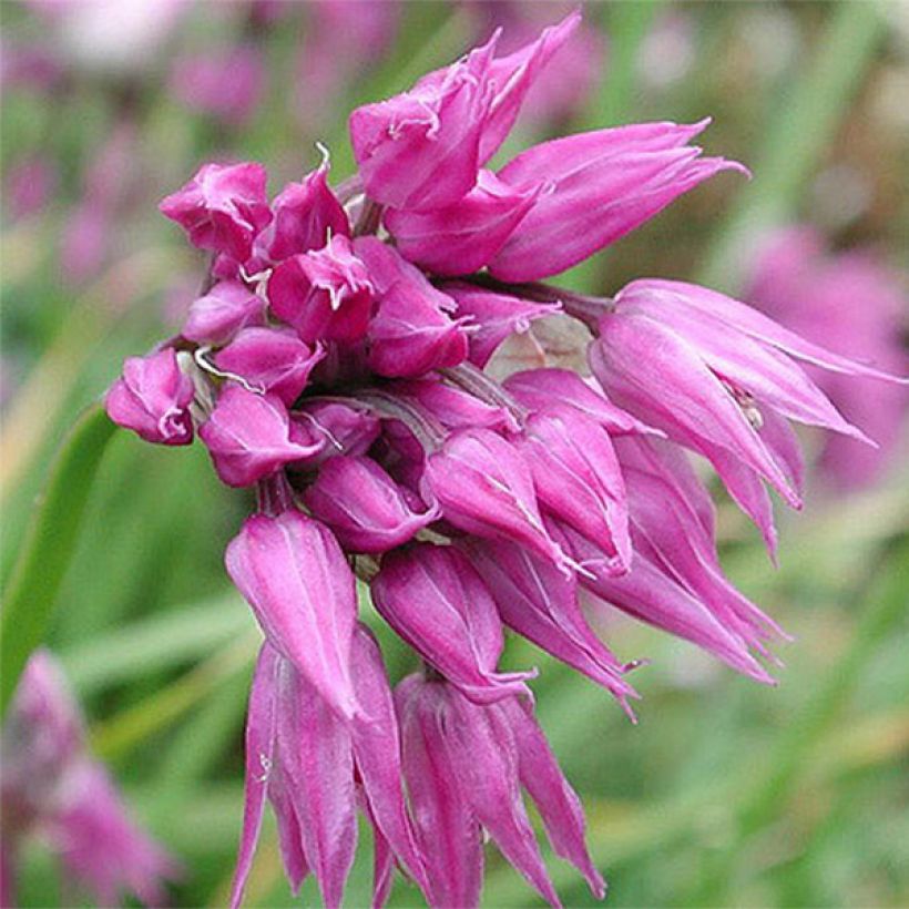 Ail d'ornement - Allium cyathophorum var farreri (Flowering)