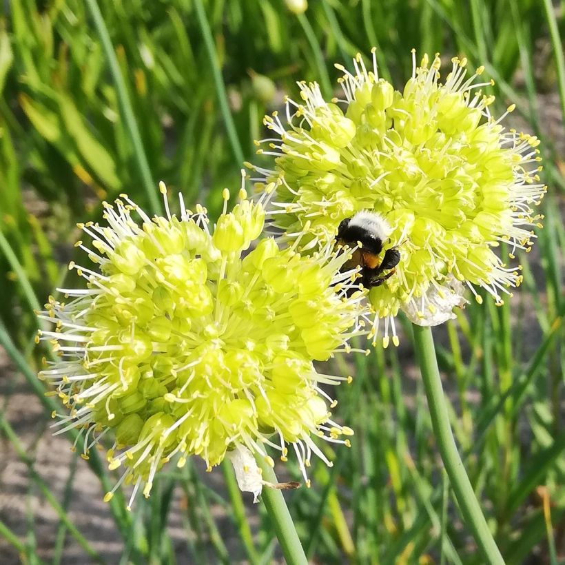 Allium obliquum - Ail oblique (Flowering)