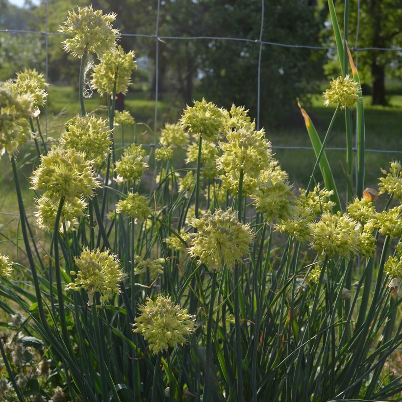 Allium obliquum - Ail oblique (Plant habit)