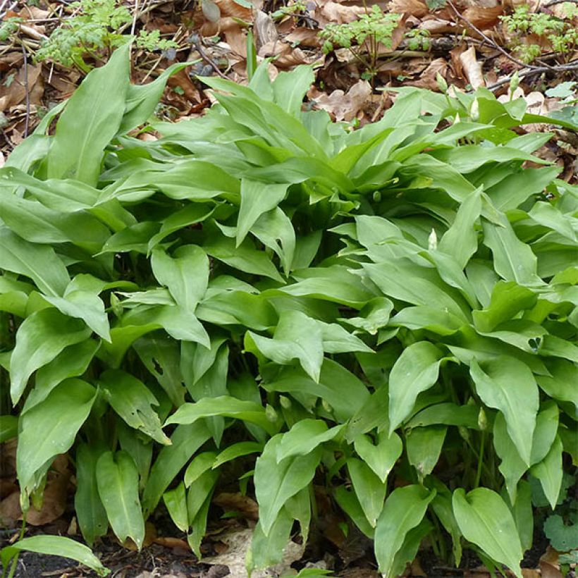 Ail des Ours - Allium ursinum (Foliage)