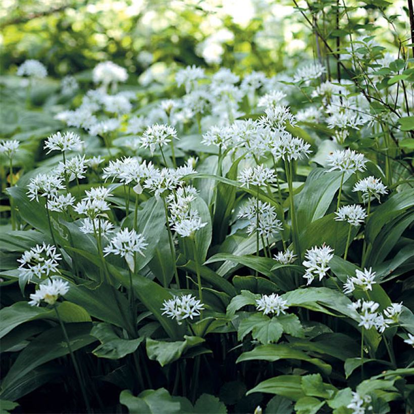 Ail des Ours - Allium ursinum (Flowering)
