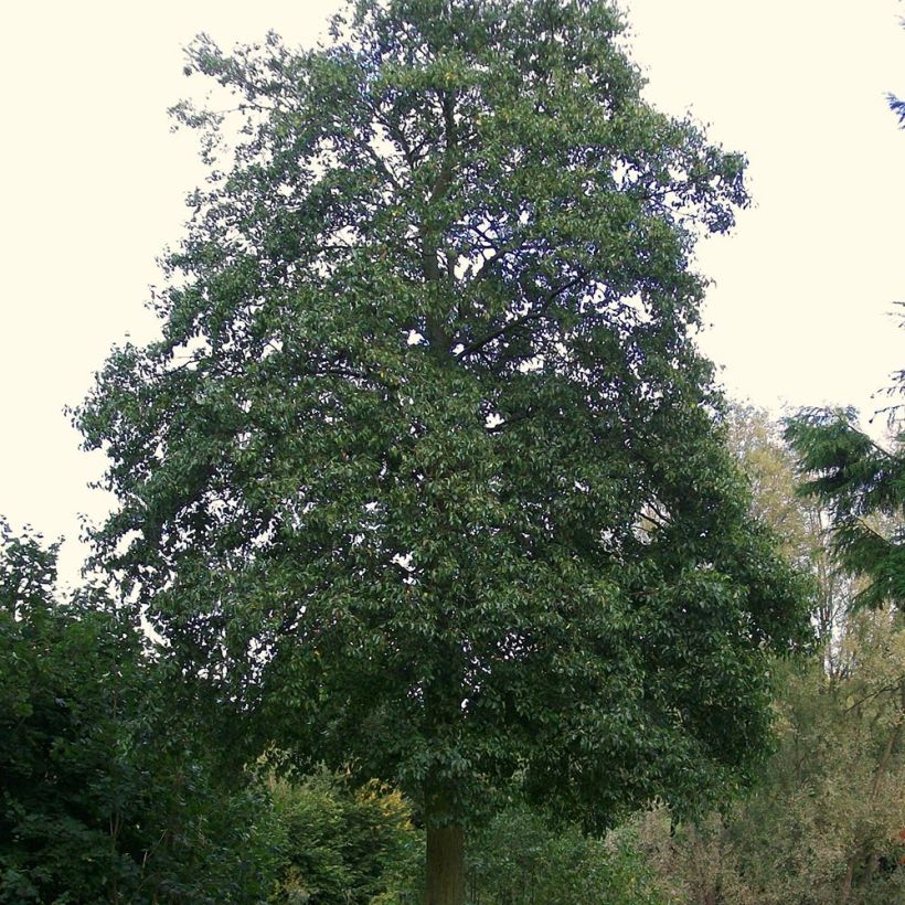 Aulne de Corse - Alnus cordata (Plant habit)
