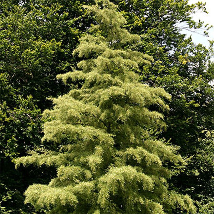 Aulne glutineux - Alnus glutinosa Imperialis (Plant habit)