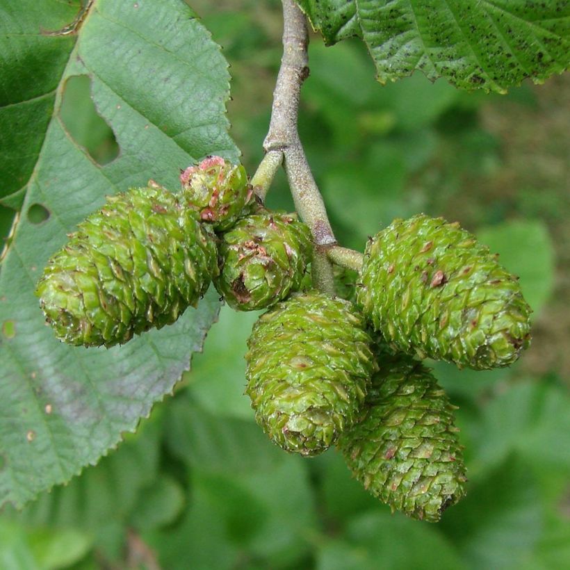 Aulne blanc - Alnus incana (Harvest)