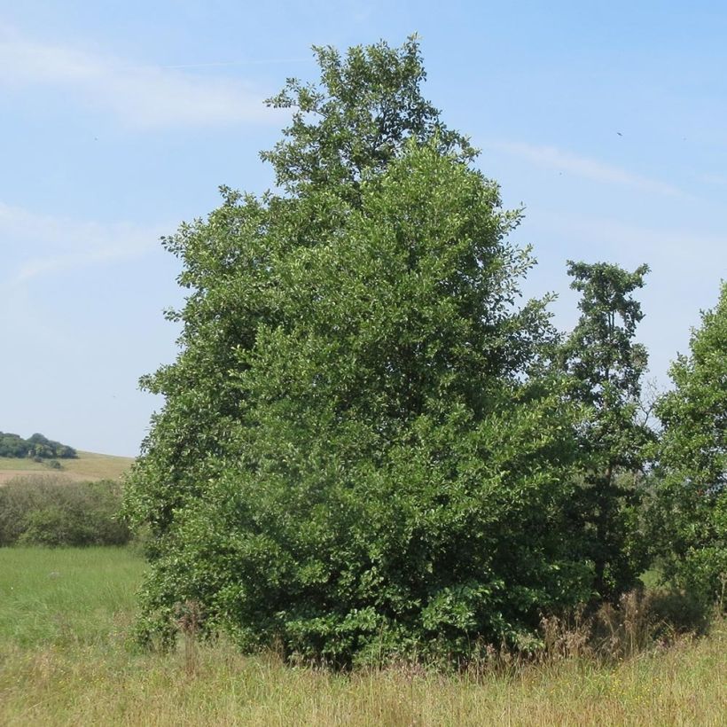 Aulne blanc - Alnus incana (Plant habit)