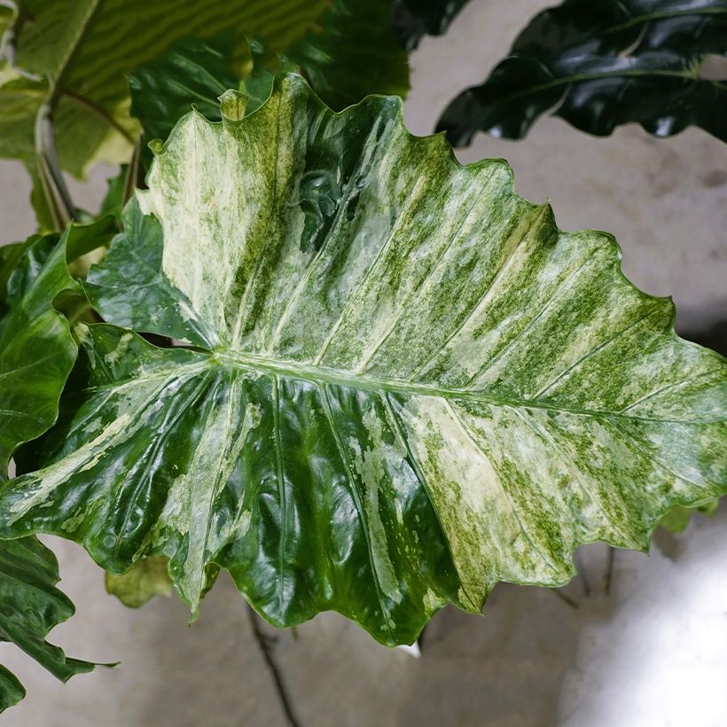Alocasia Hualong (Foliage)