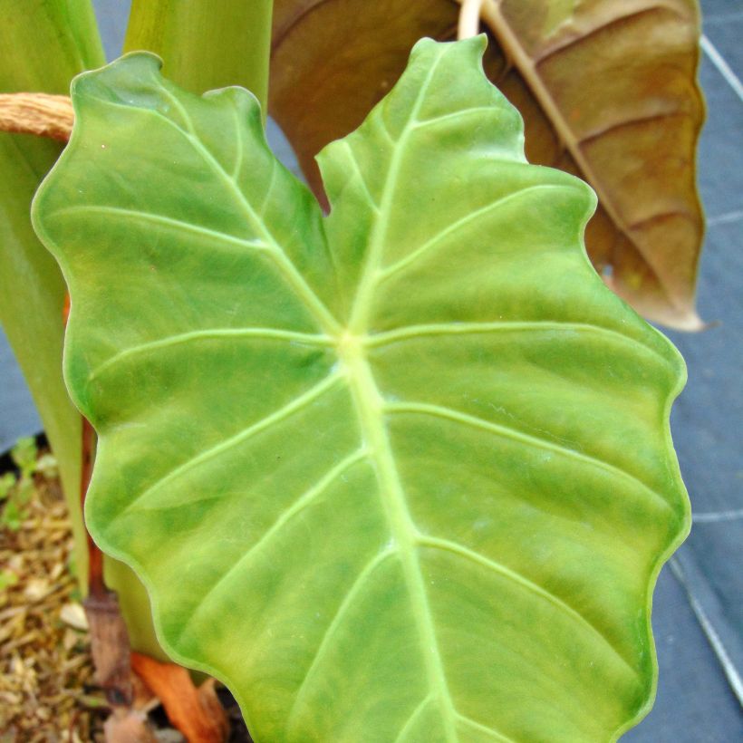 Alocasia Mayan mask - Oreille d'éléphant (Foliage)