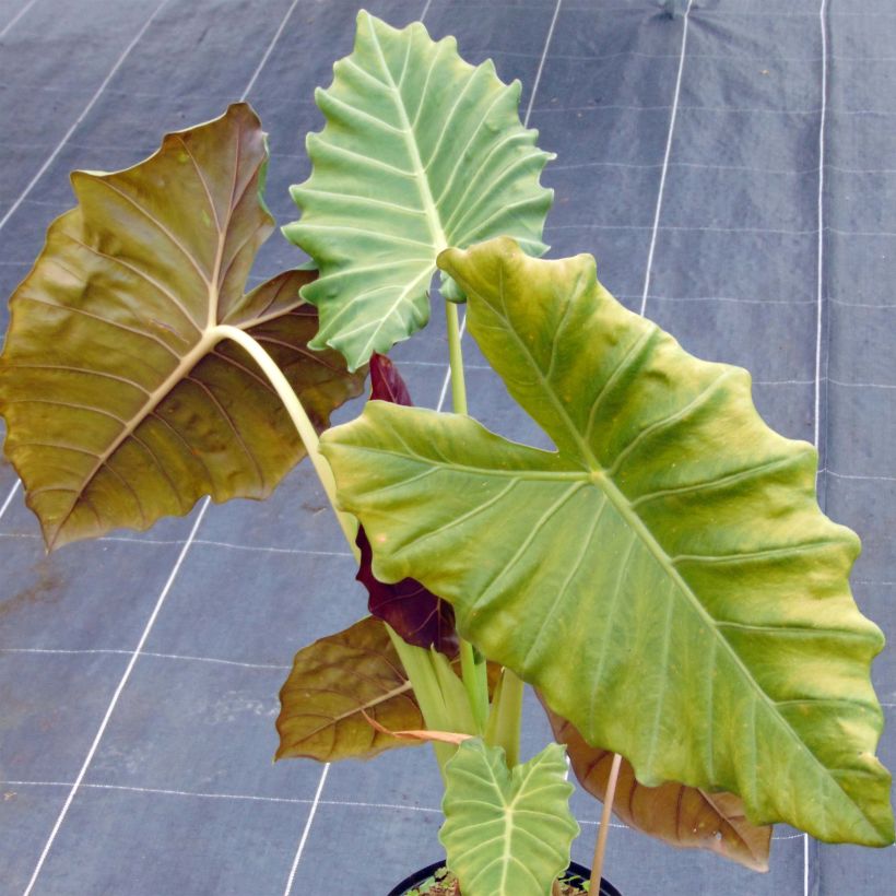 Alocasia Mayan mask - Oreille d'éléphant (Plant habit)