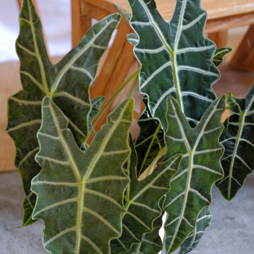 Alocasia Polly - Oreille d'éléphant (Foliage)
