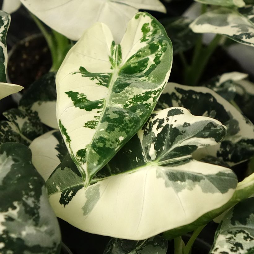 Alocasia Frydek Variegata - Oreille d'éléphant (Foliage)