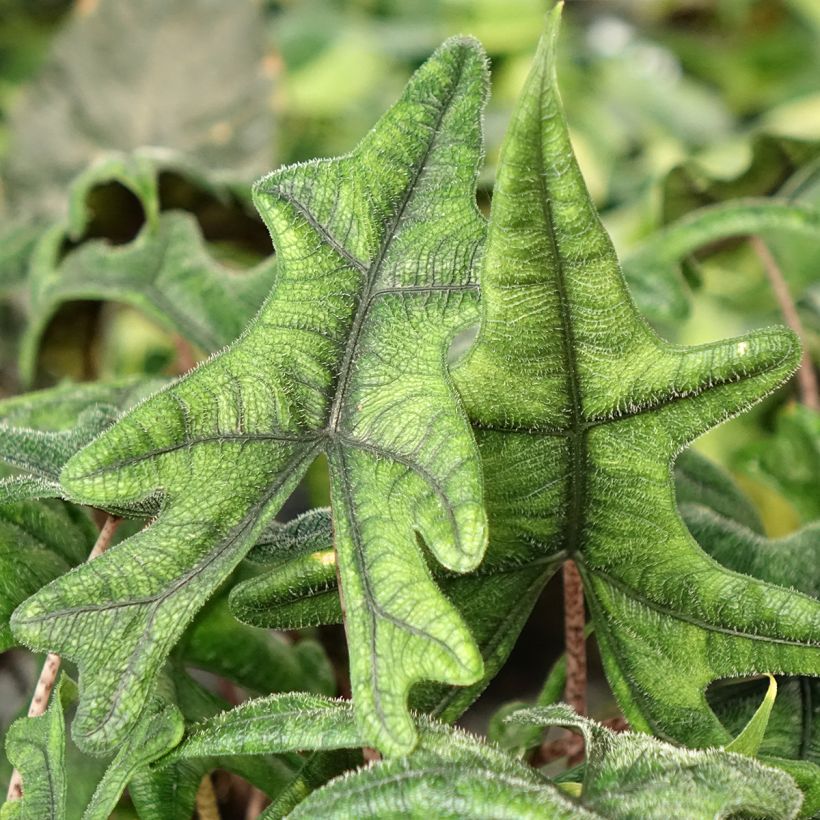 Alocasia Jacklyn - Oreille d'éléphant (Foliage)