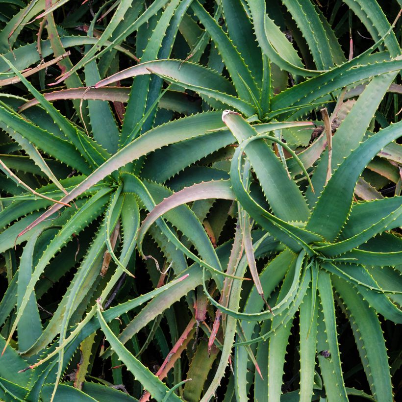 Aloe arborescens - Aloès arborescent (Foliage)