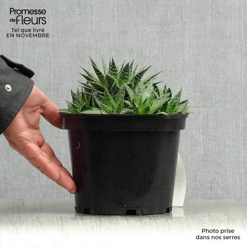 Example of Aloe aristata - Aloe nain Pot de 2L/3L as you get in automne