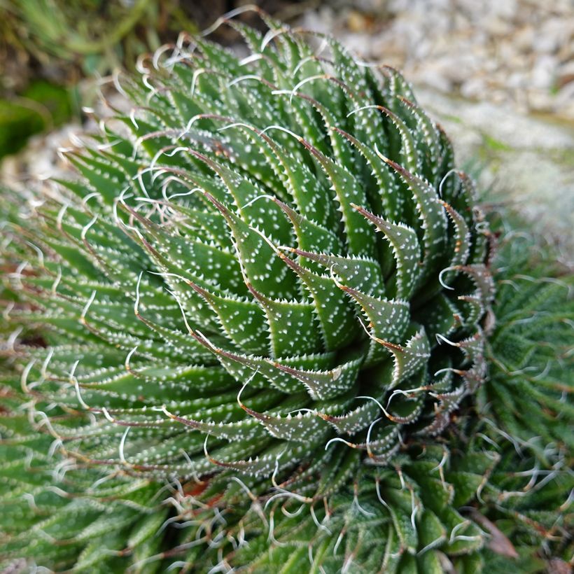 Aloe aristata - Aloe nain (Plant habit)