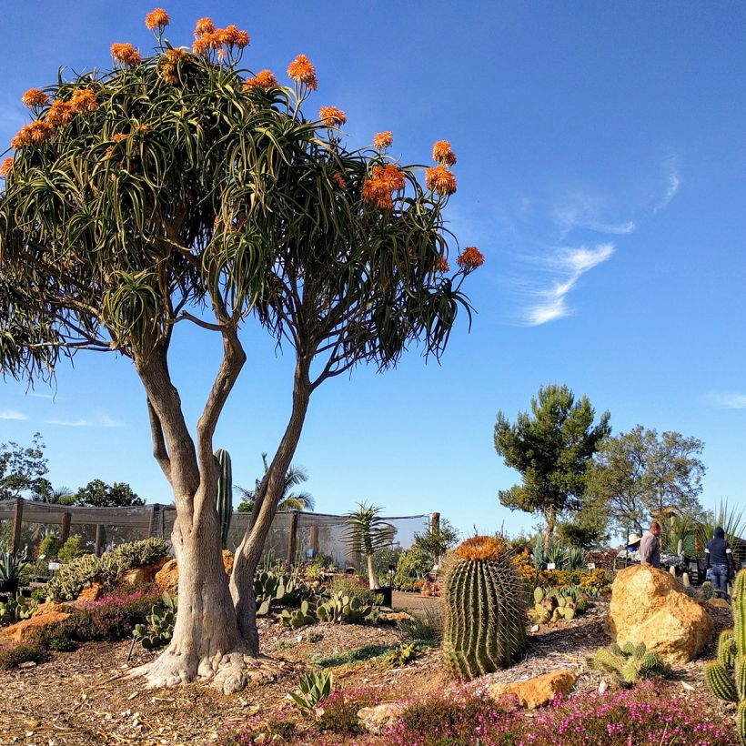 Aloe bainesii ou Aloe barberae - Aloès en arbre (Plant habit)