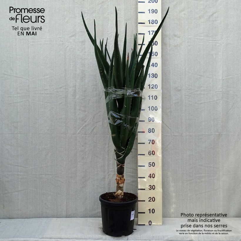 Example of Aloe bainesii ou Aloe barberae - Aloès en arbre Pot de 7,5L/10L as you get in automne