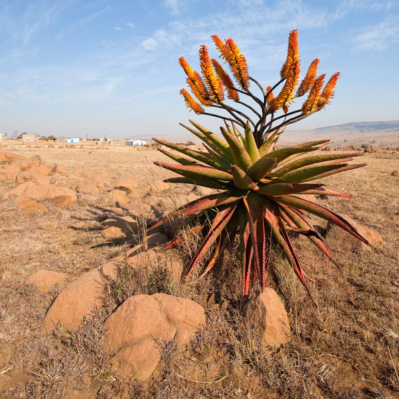 Aloe marlothii - Aloès de montagne (Plant habit)